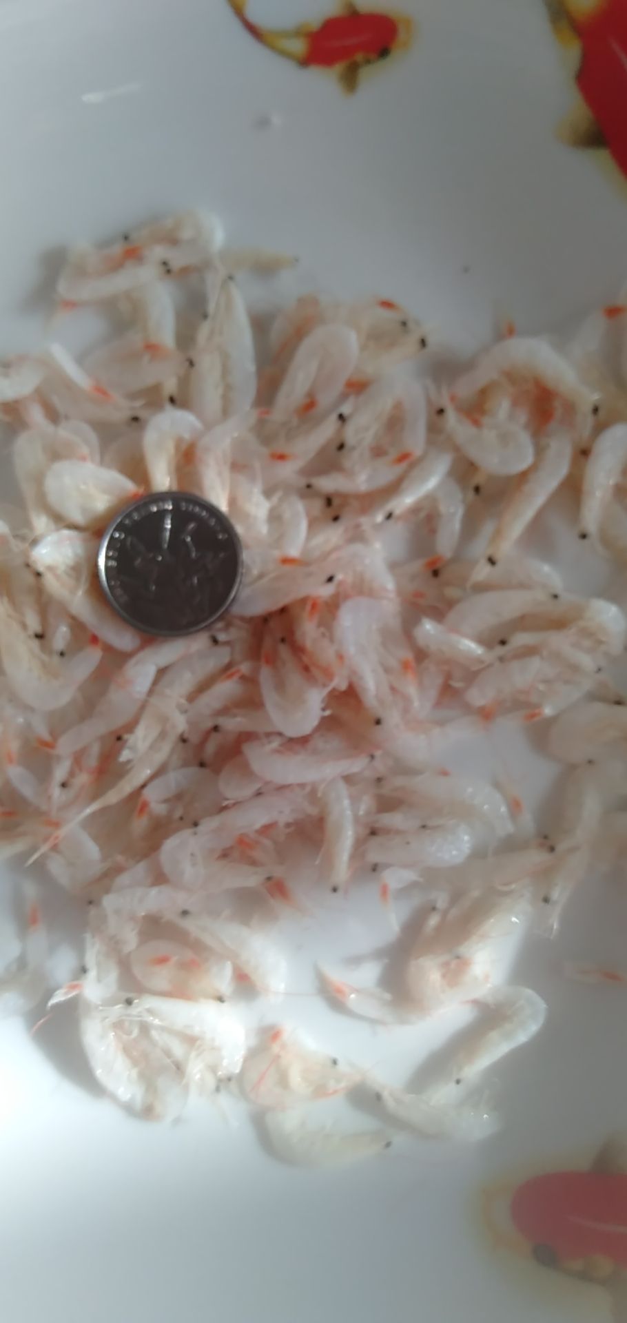  刚来的新货源，虾皮，低盐，味鲜，价低质优，有需要的朋友快订货