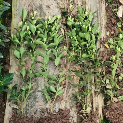 青州市黄杨苗  ，大叶黄杨，。分枝好，价格低廉，