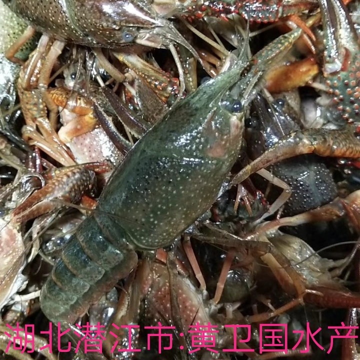 潜江小龙虾肉质饱满:一手货源:产地直发，价格随行就市。