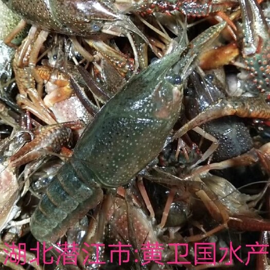 潜江市潜江小龙虾肉质饱满:一手货源:产地直发，价格随行就市。
