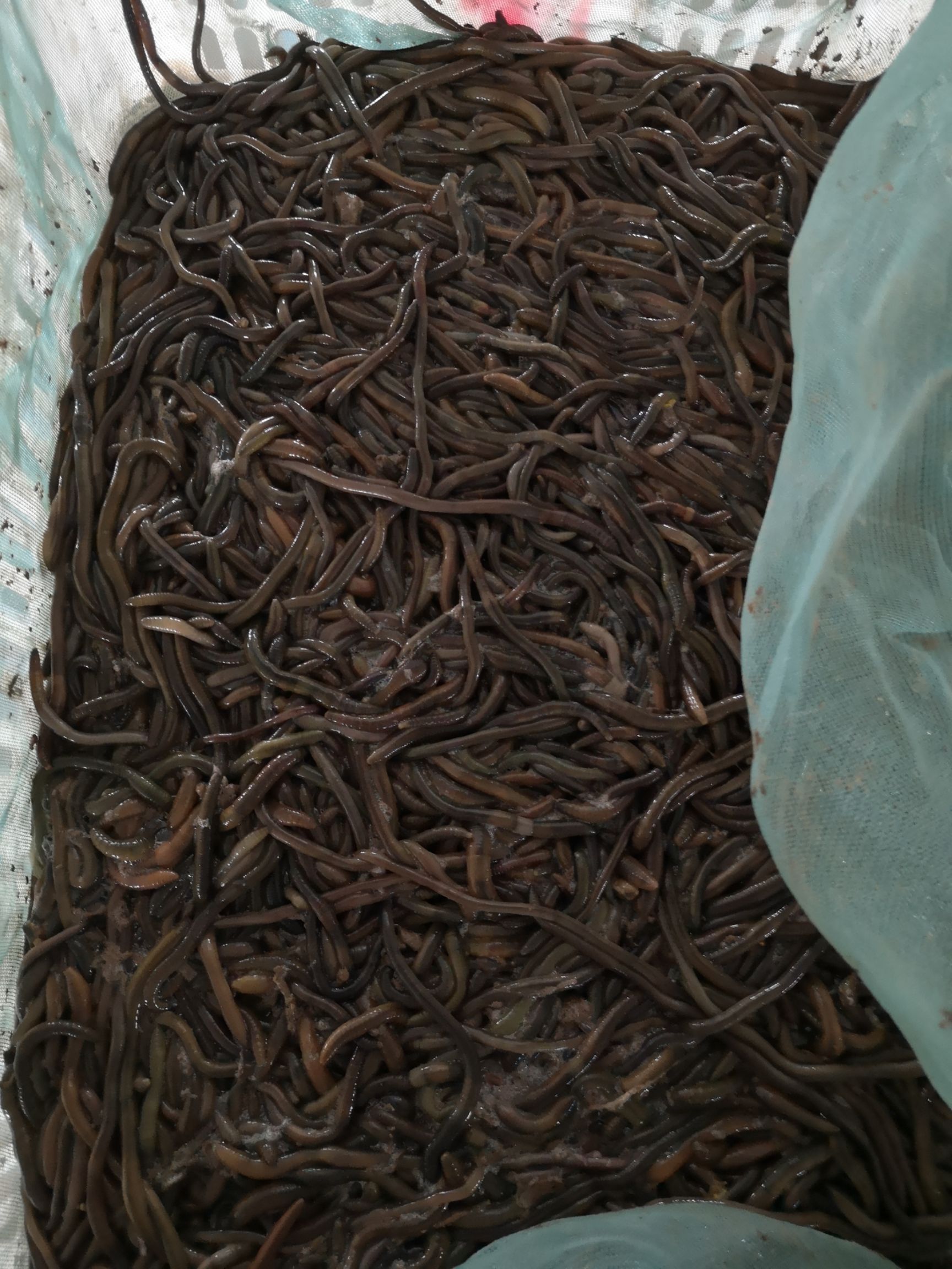 威廉环毛蚓  干冻蚯蚓，鲜活蚯蚓，蚯蚓粉干。