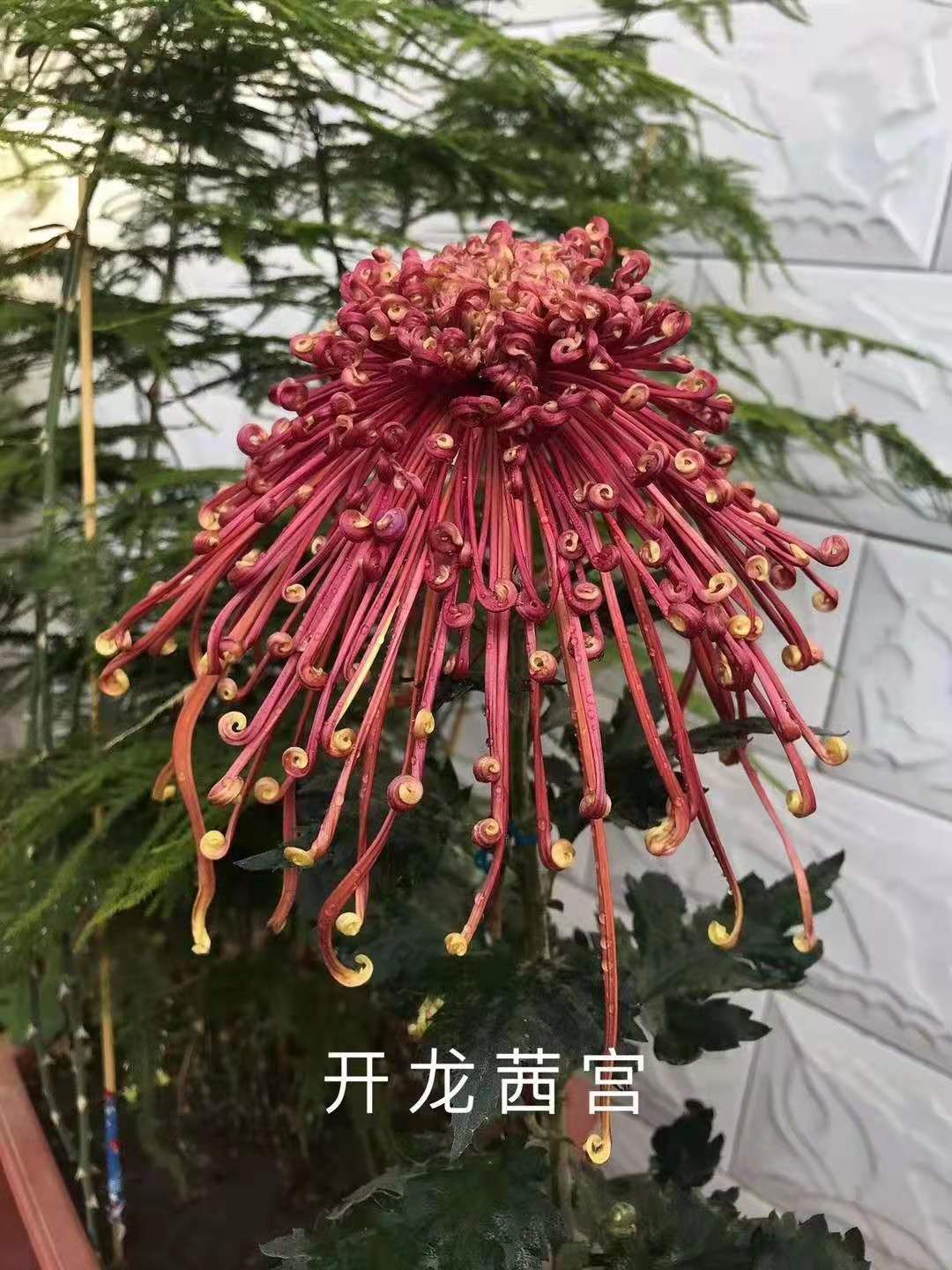 国庆菊 