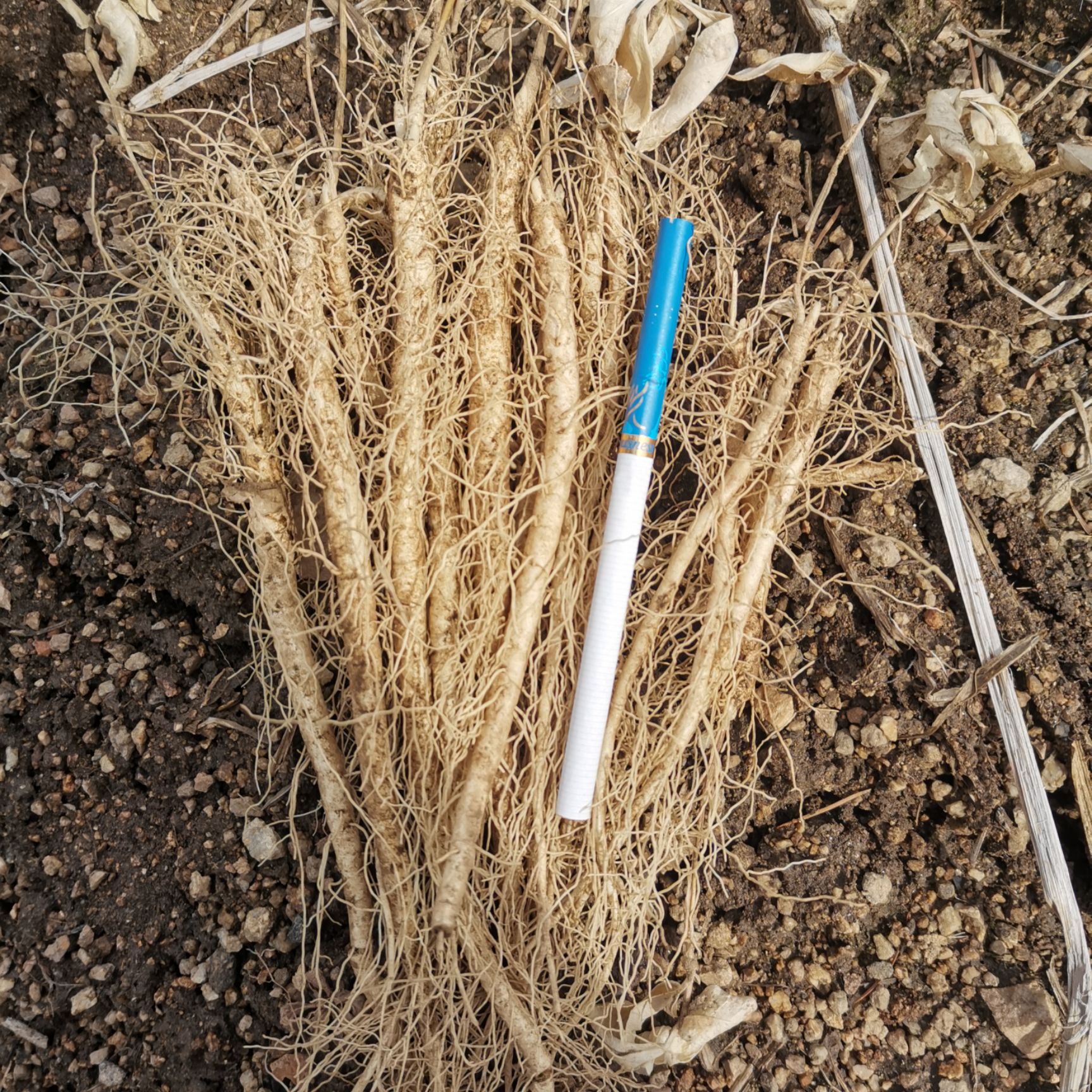 白鲜皮苗，品种好产量高，想要发展的联系我。