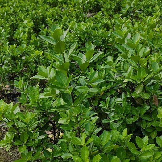 成都大叶黄杨 30一40高冠幅30左右，自家货处理了