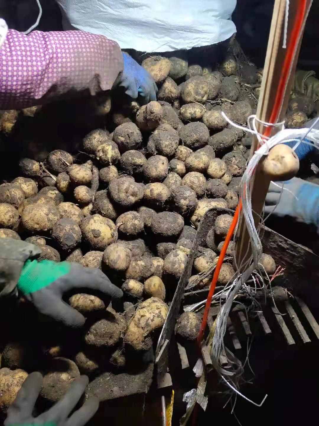 大西洋土豆种子  出粉率高的厉害