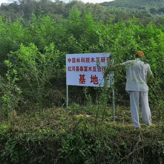 红河县云南优质股骨头木豆叶基地直供批发零售也可订单种植全国发货