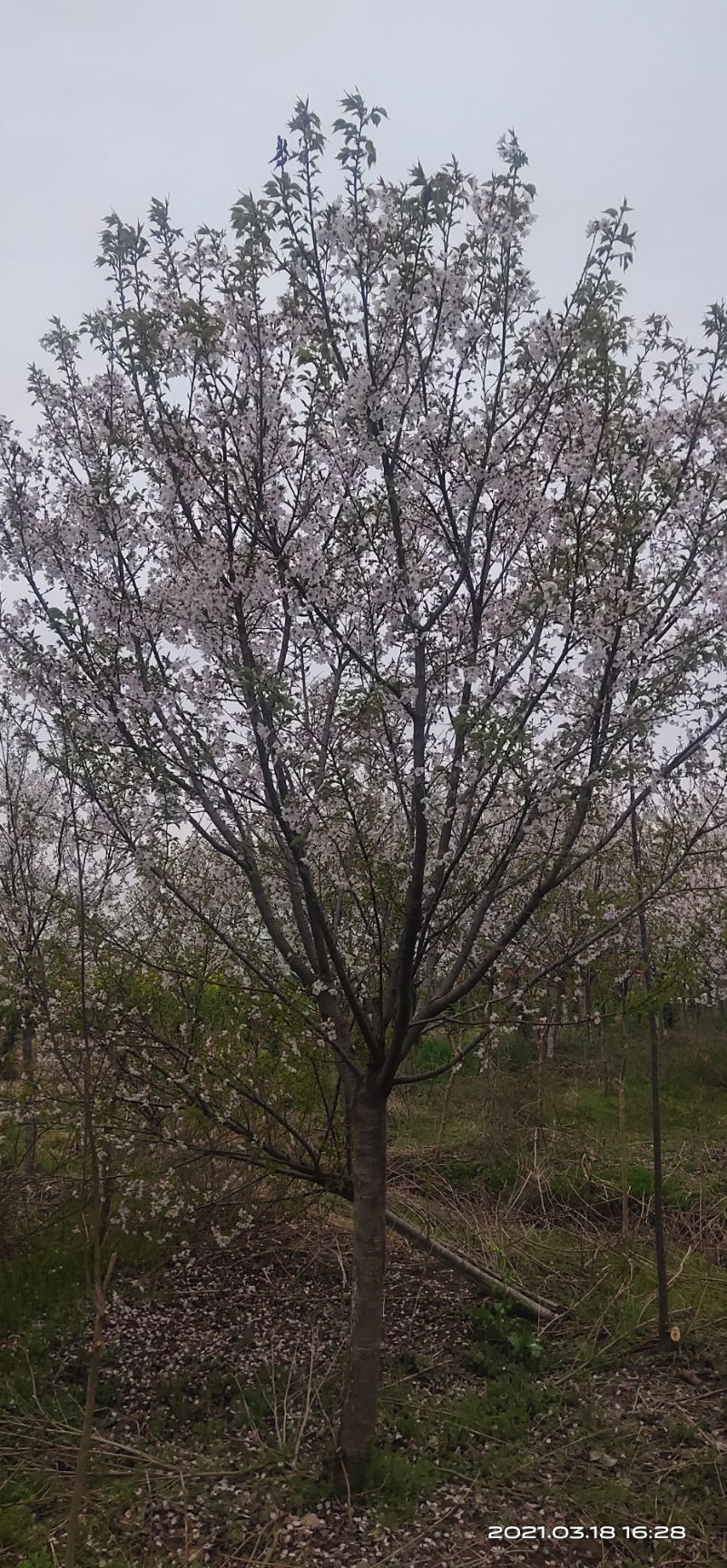 大叶早樱 3~3.5米 8~10公分 