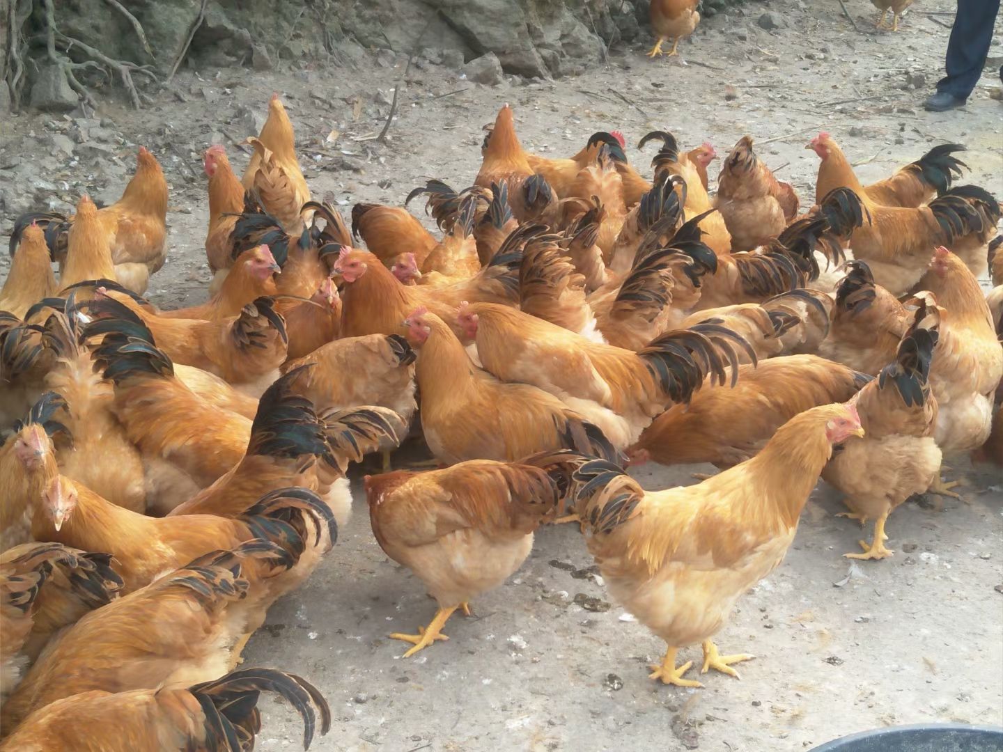 阉鸡 祝氏二号苗