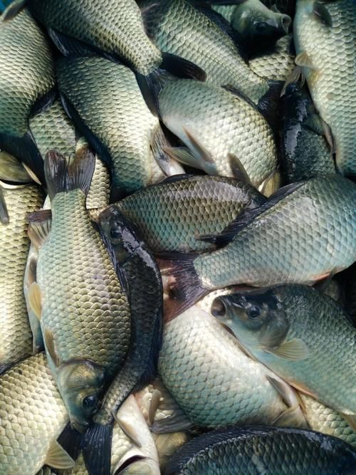 供应鲫鱼，鲫鱼各种规格鲫鱼供应，产地直购
