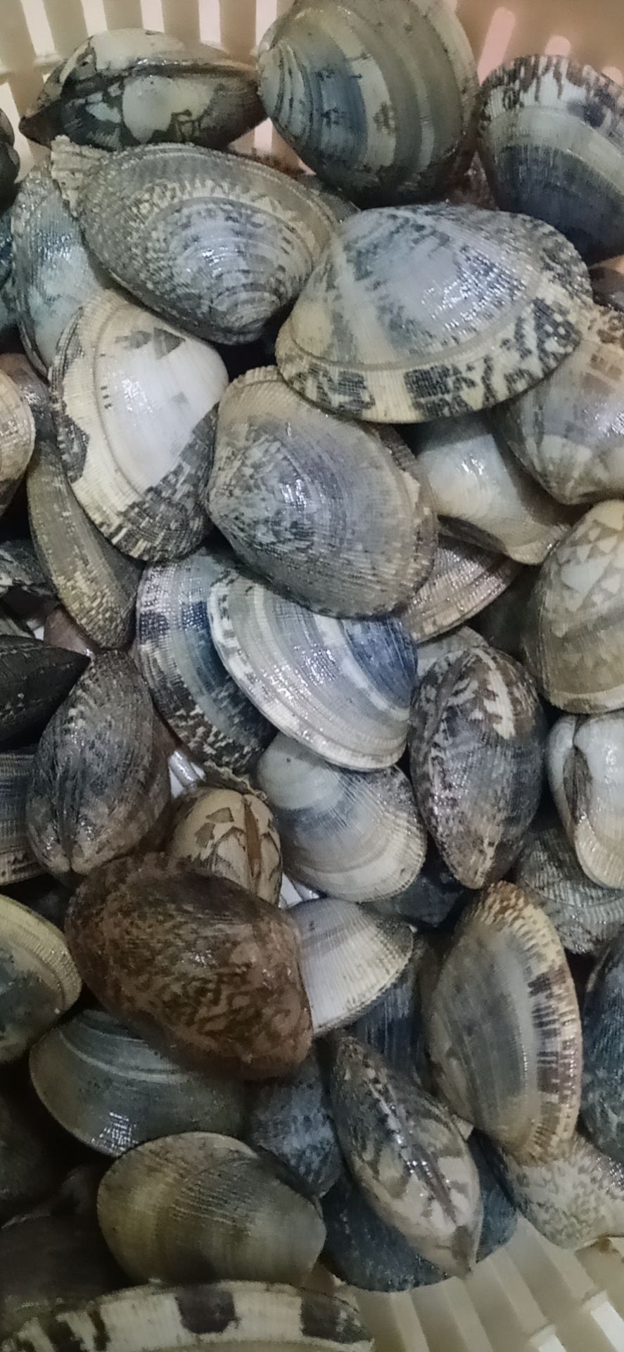 花螺 花甲，肉质鲜美