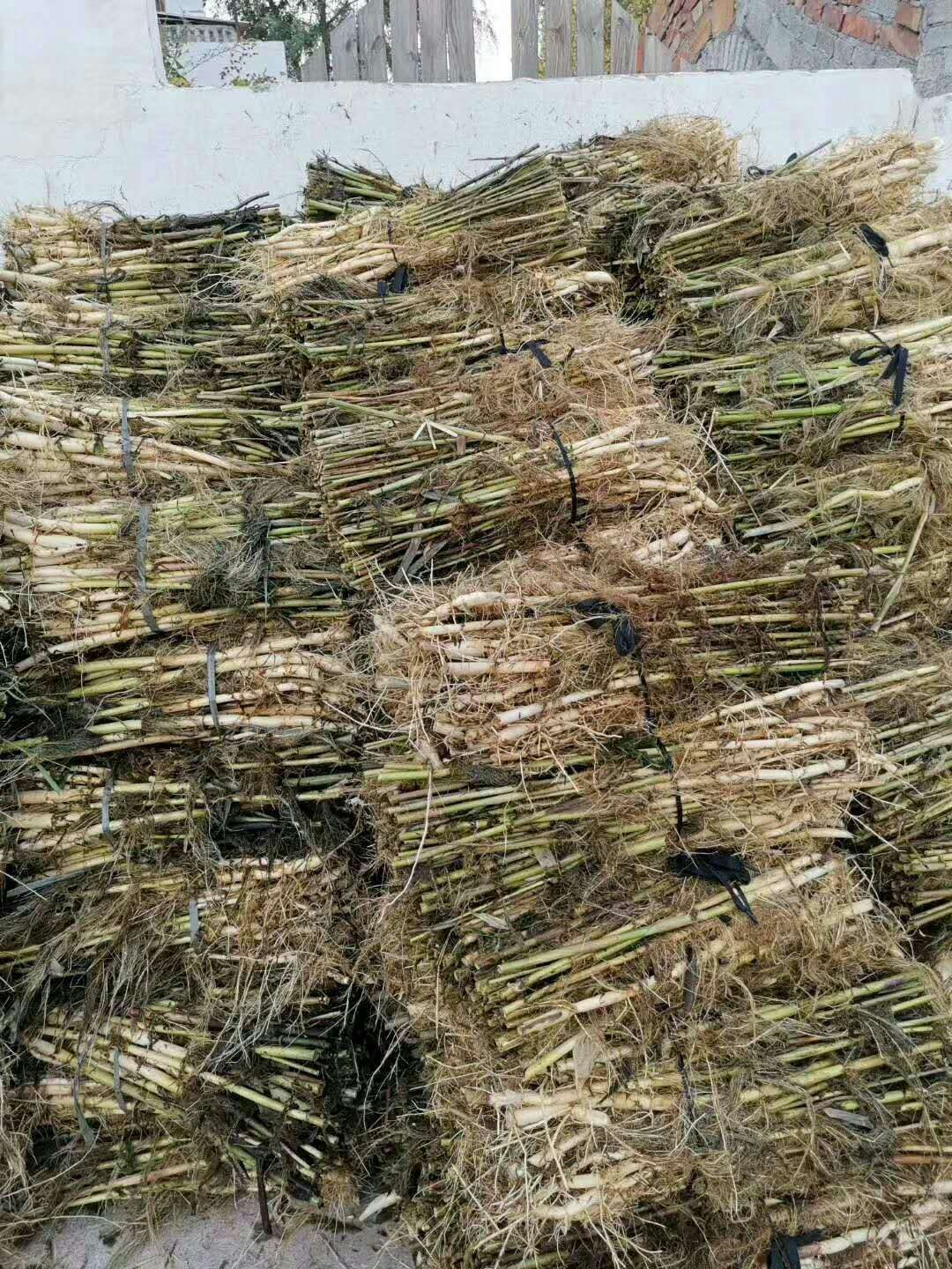 出售，荷花，睡莲，芦苇，千屈菜，人工浮岛，美人蕉，黄昌蒲……