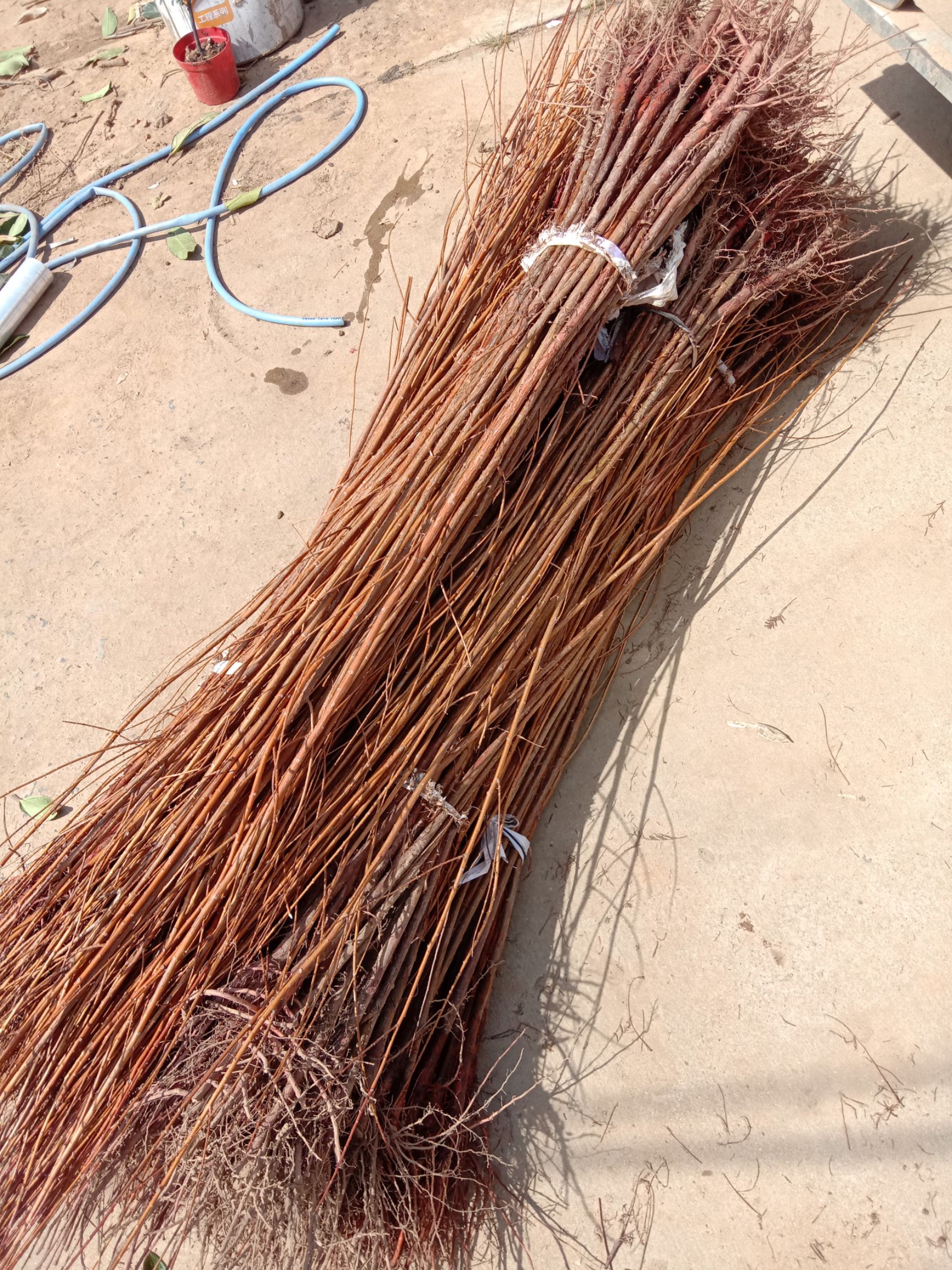 落羽杉一年小苗 高度1.2米以上 粗1公分 大小规格齐全