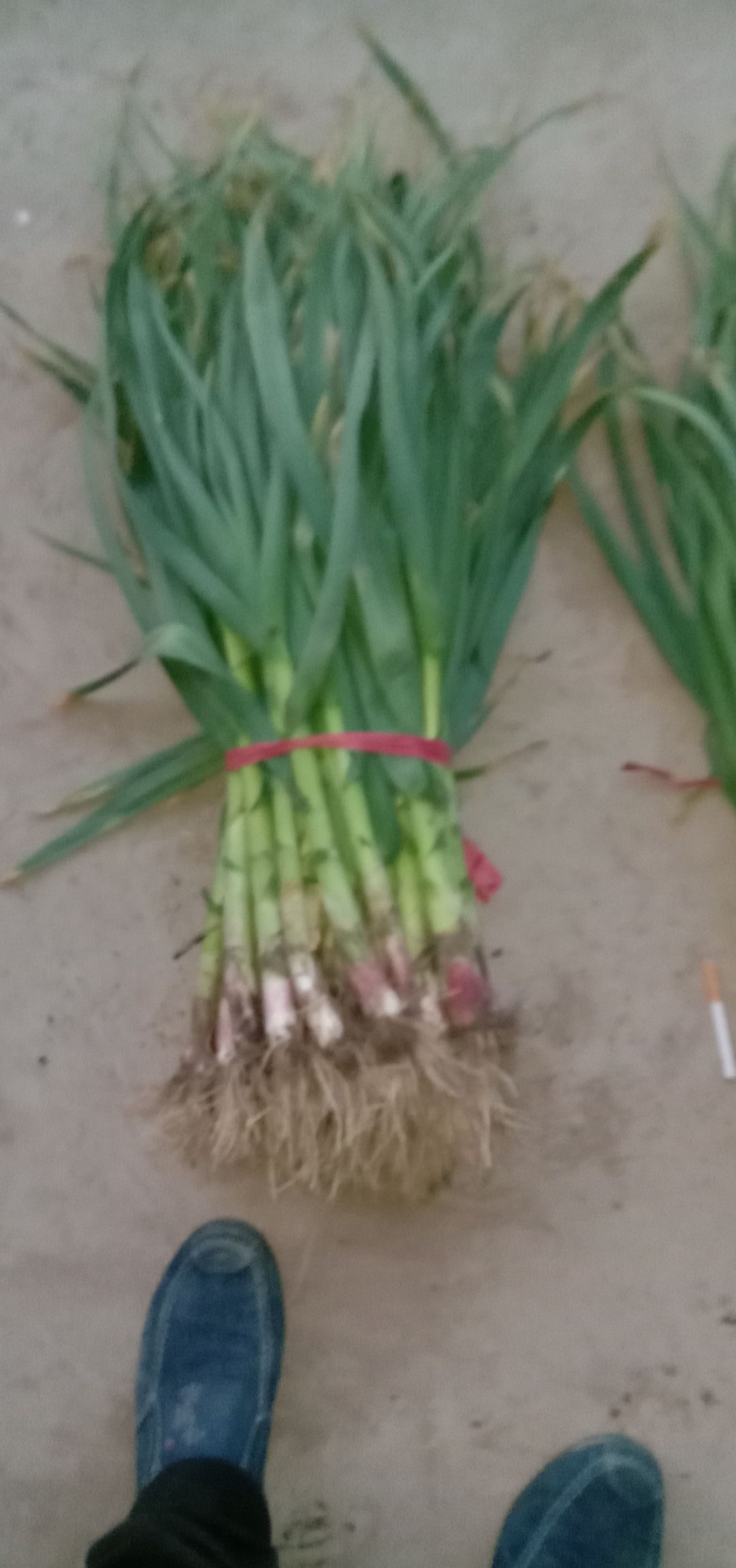 白根蒜苗 60 - 70cm 