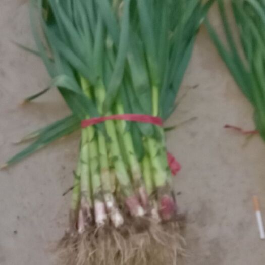 大荔县白根蒜苗 60 - 70cm 