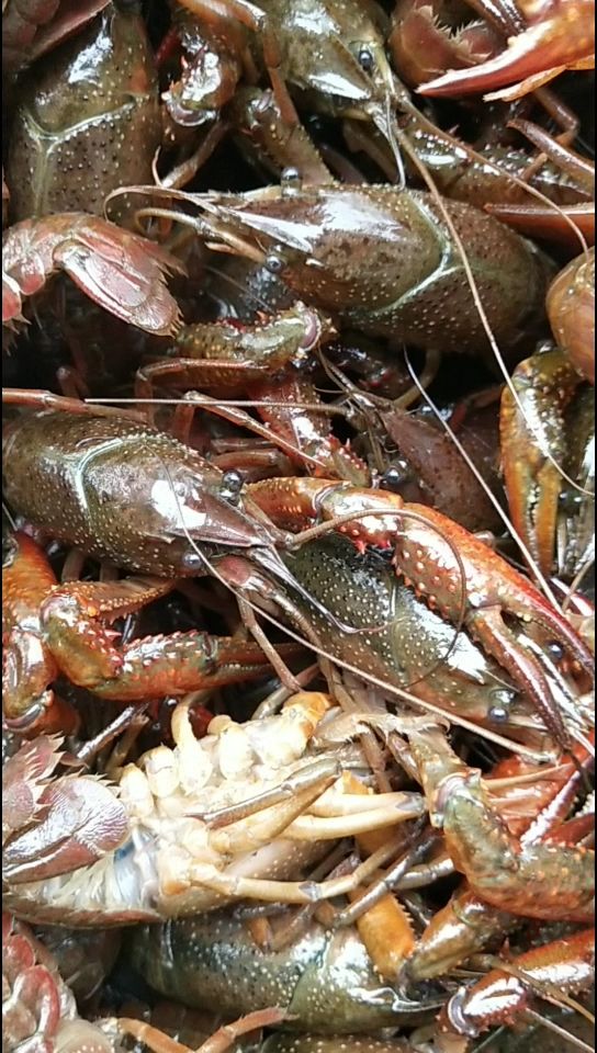 潜江小龙虾肉质饱满:一手货源:产地直发，价格随行就市。