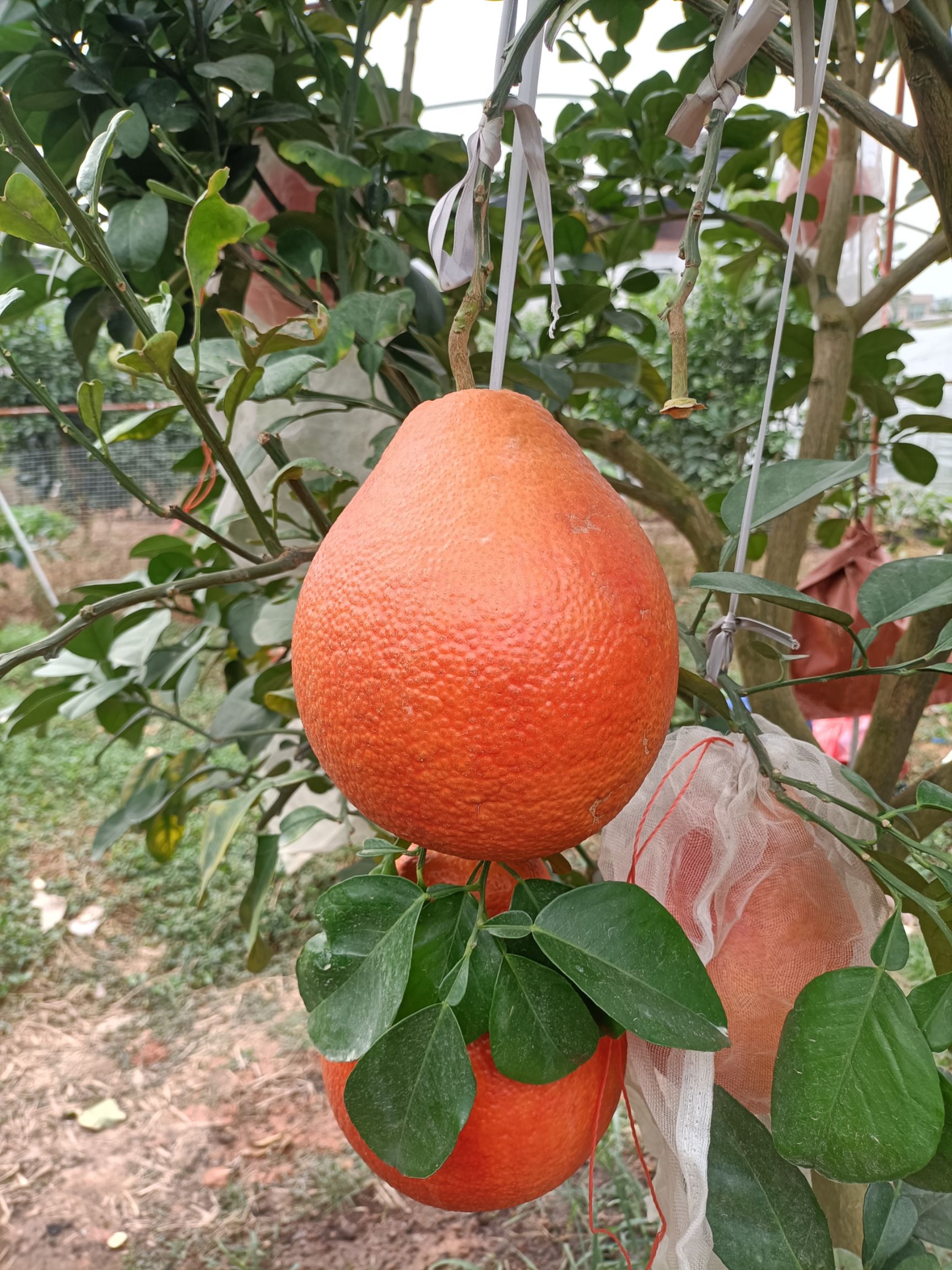 三红蜜柚苗  泰国暹罗红柚苗，泰国三红柚苗。柚子苗，蜜柚苗