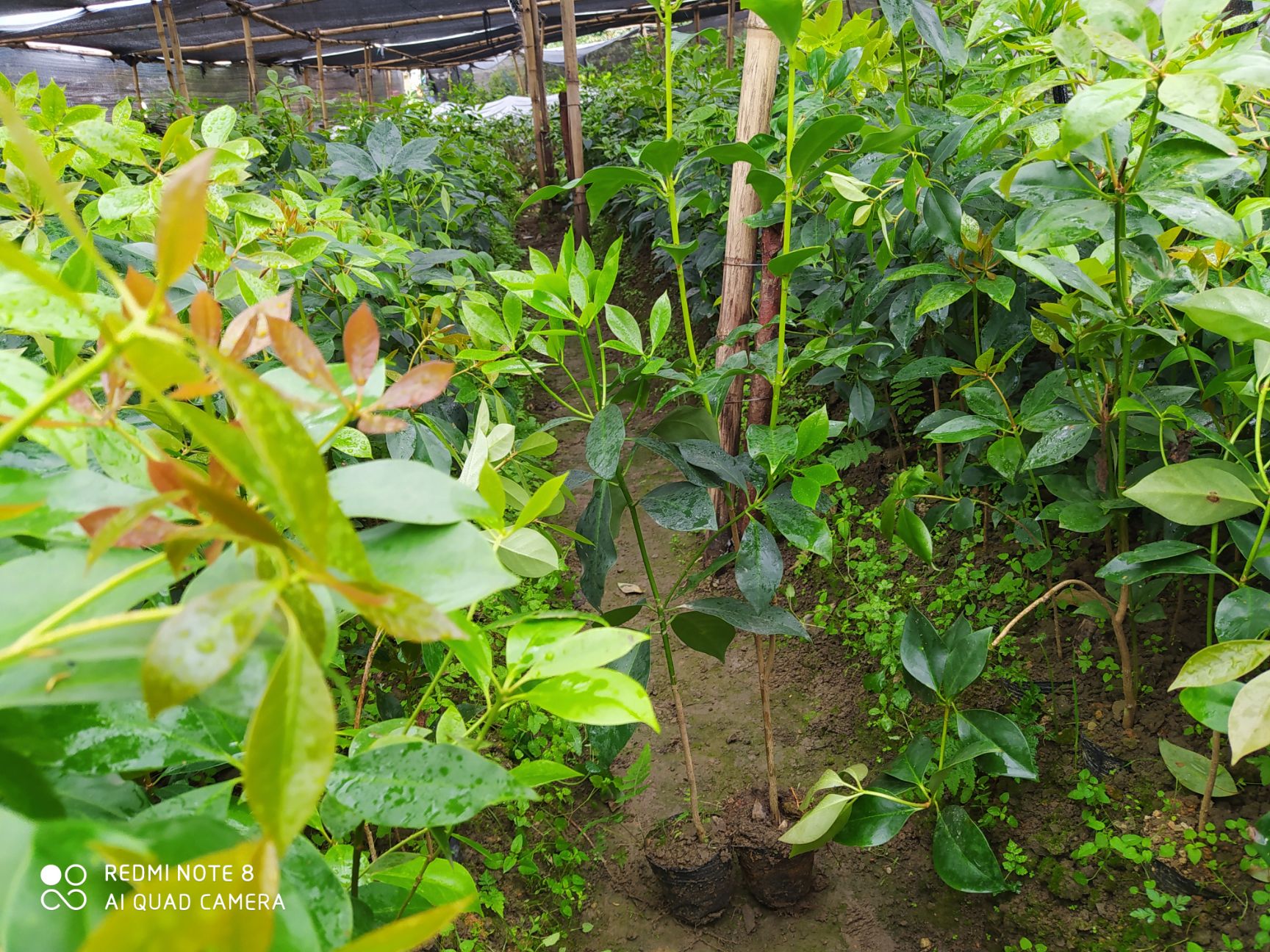 八角金盘苗  广西优质大红八角高产矮化嫁接营养杯苗