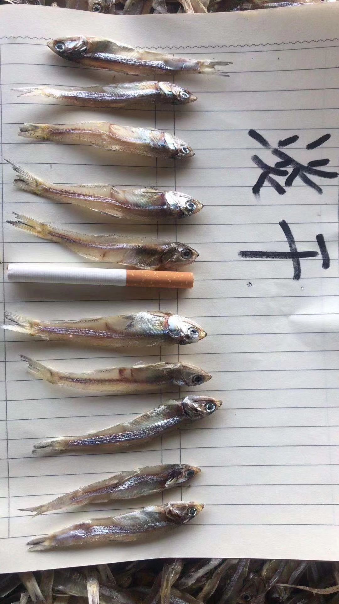 公鱼干  深海小鱼干 淡干小鱼干 纯干货 市场跑量王