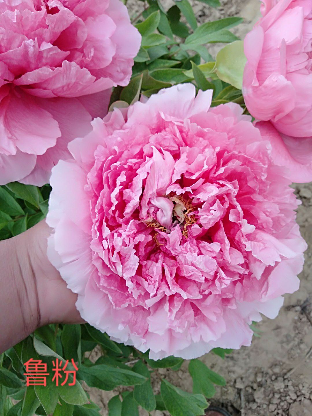 观赏牡丹  精品嫁接苗分株苗，菏泽基地直销，现要现挖，重瓣花