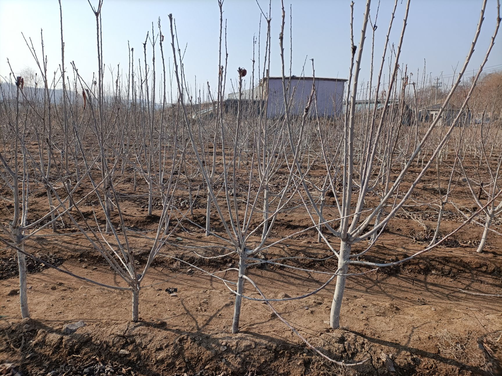 沙王樱桃苗 沙王，俄8樱桃苗