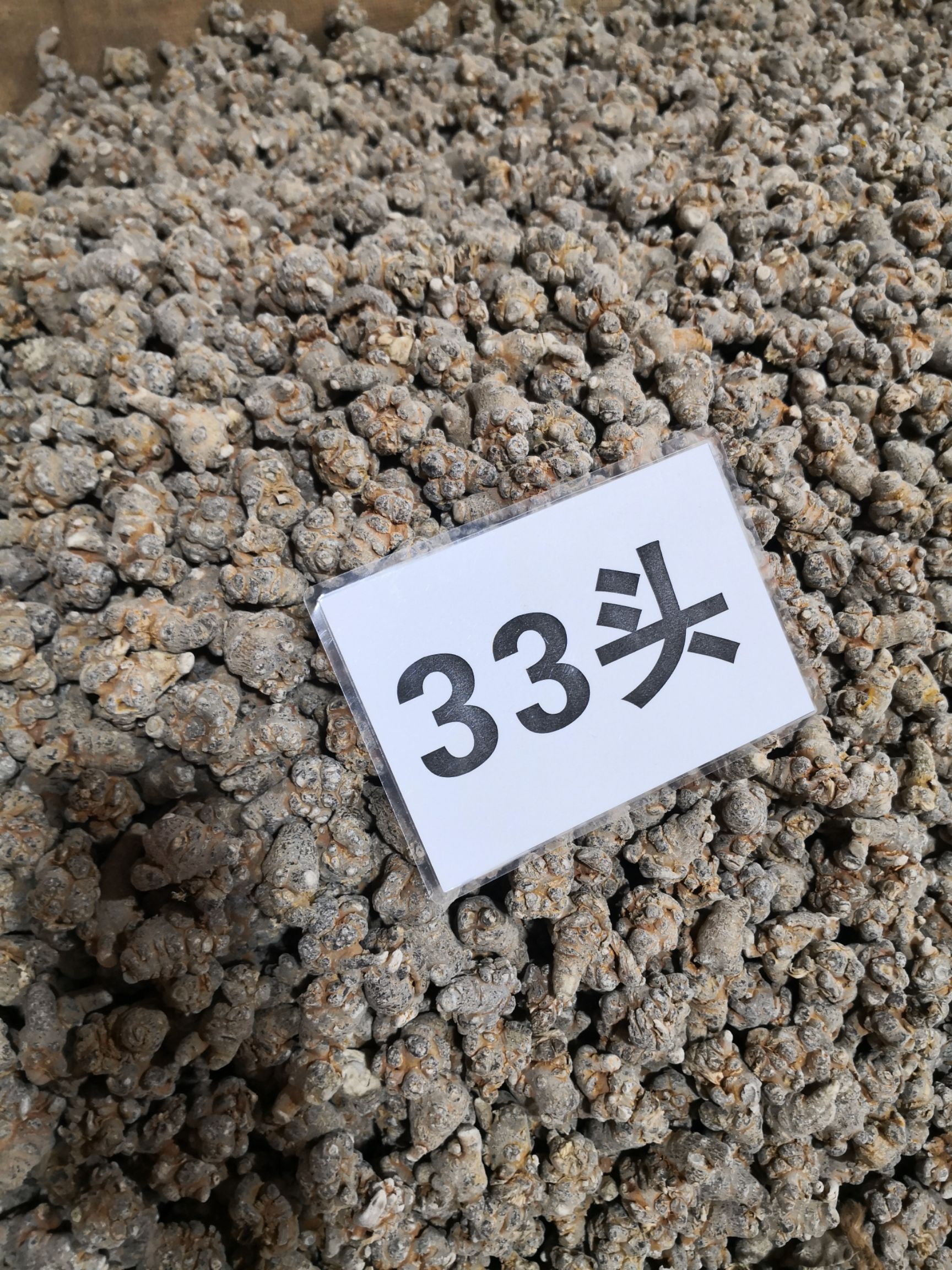 春七  33头三七带帽