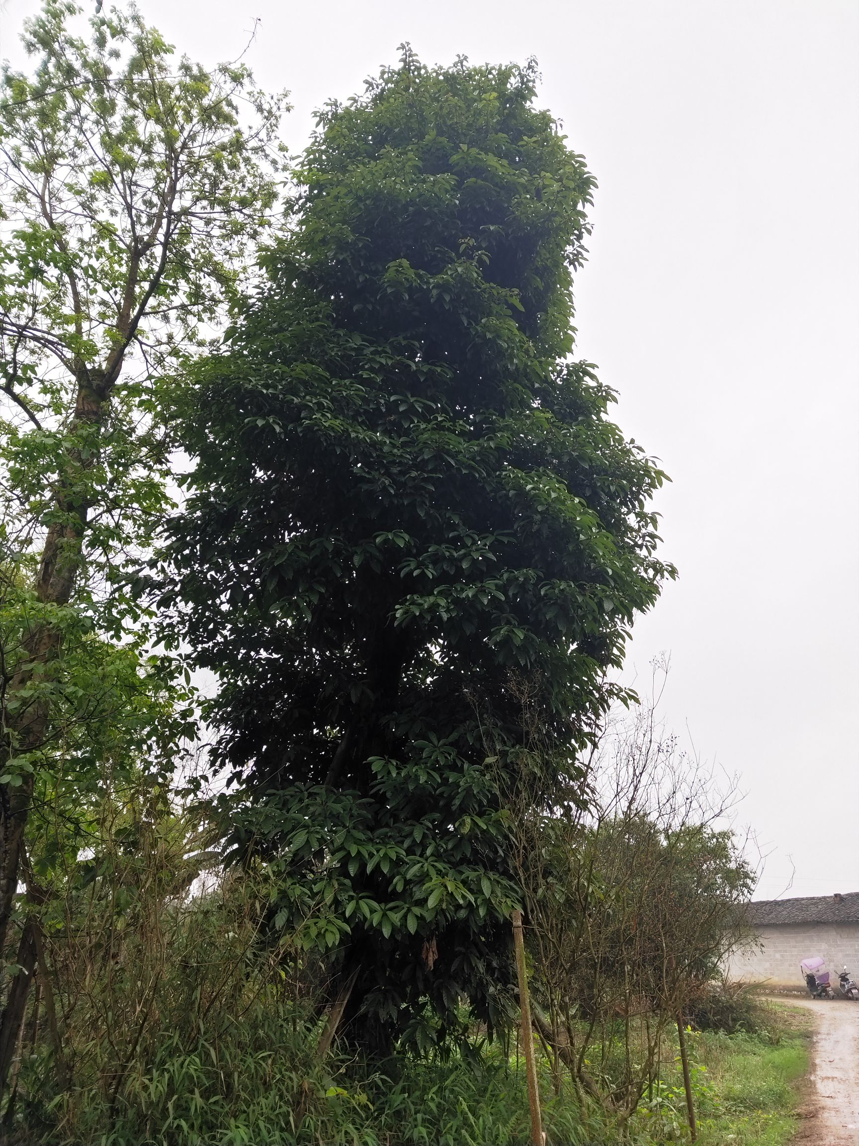 假萍婆 假植树米径48公分