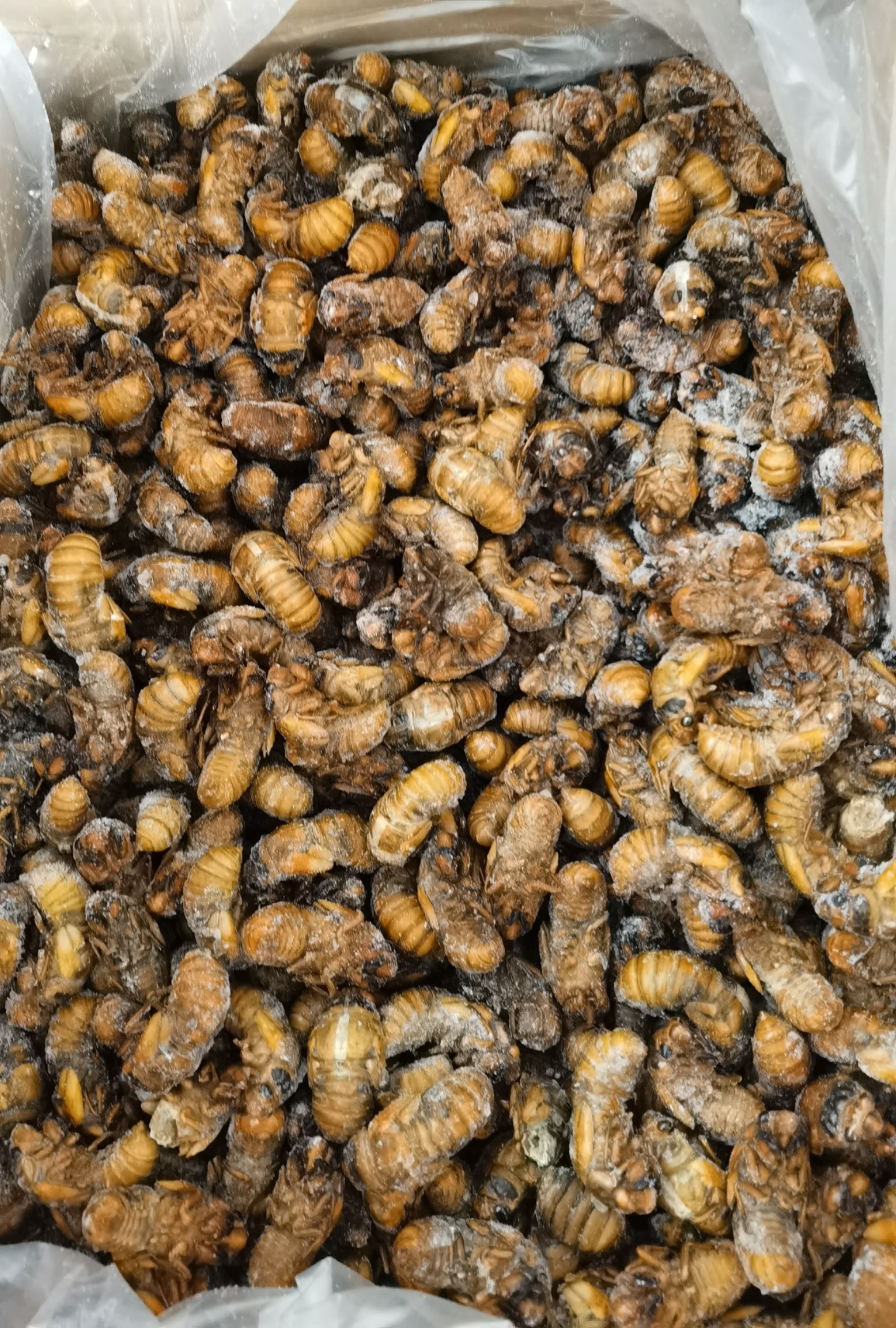 蝉蛹  黄金蝉，熟冻，质量好