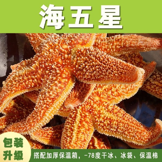 烟台海星新鲜速冻水产鲜海鲜海五星满籽大个包邮