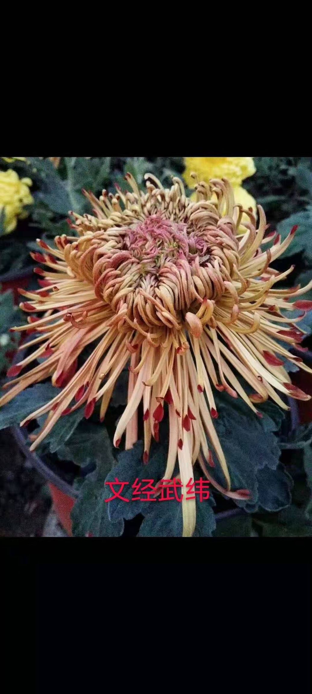 国庆菊 