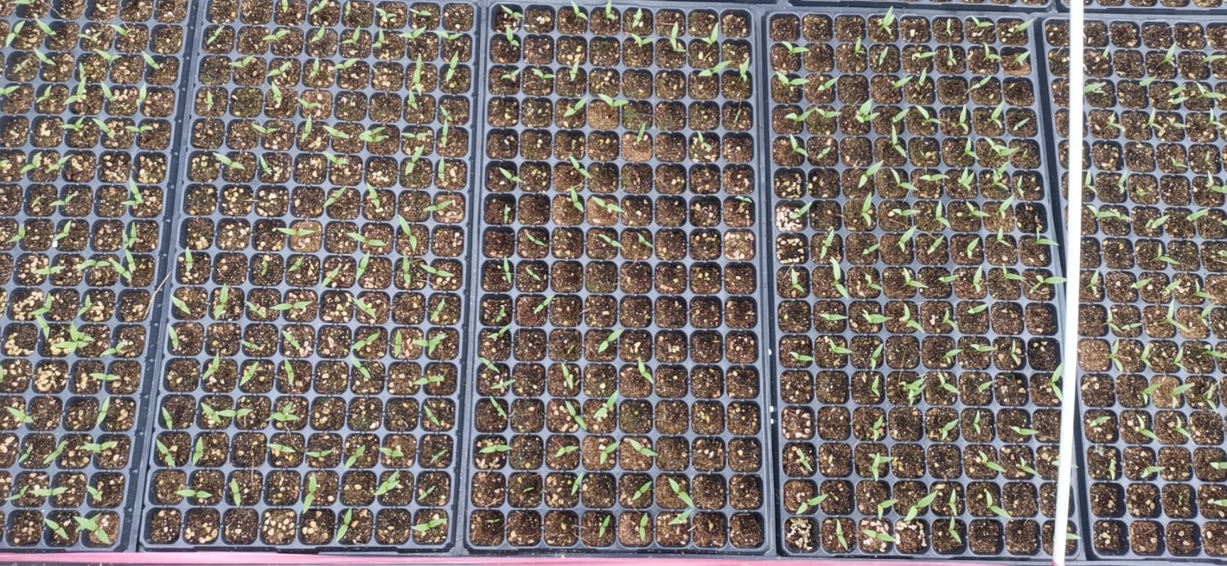 辣椒苗 湘辣52   辣丰3号