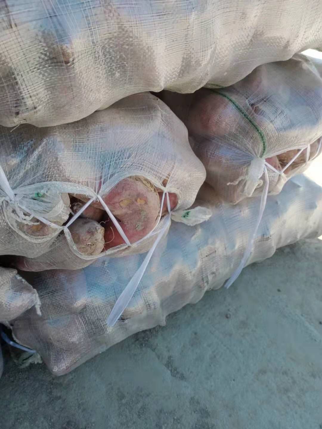 广东 西瓜红加工薯，三两起步，个头大，品质好，成品率高，需要