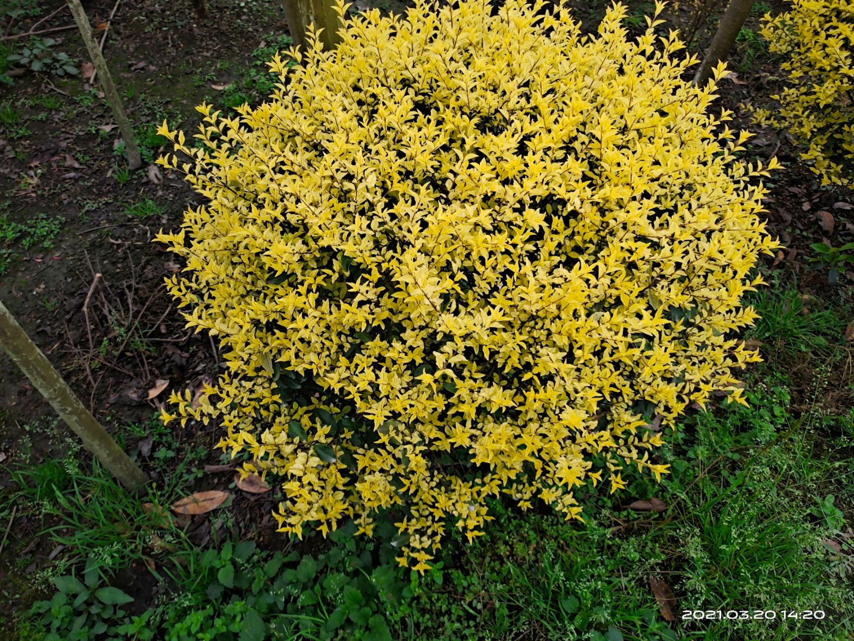  出售金禾女贞球，80－120cm都有