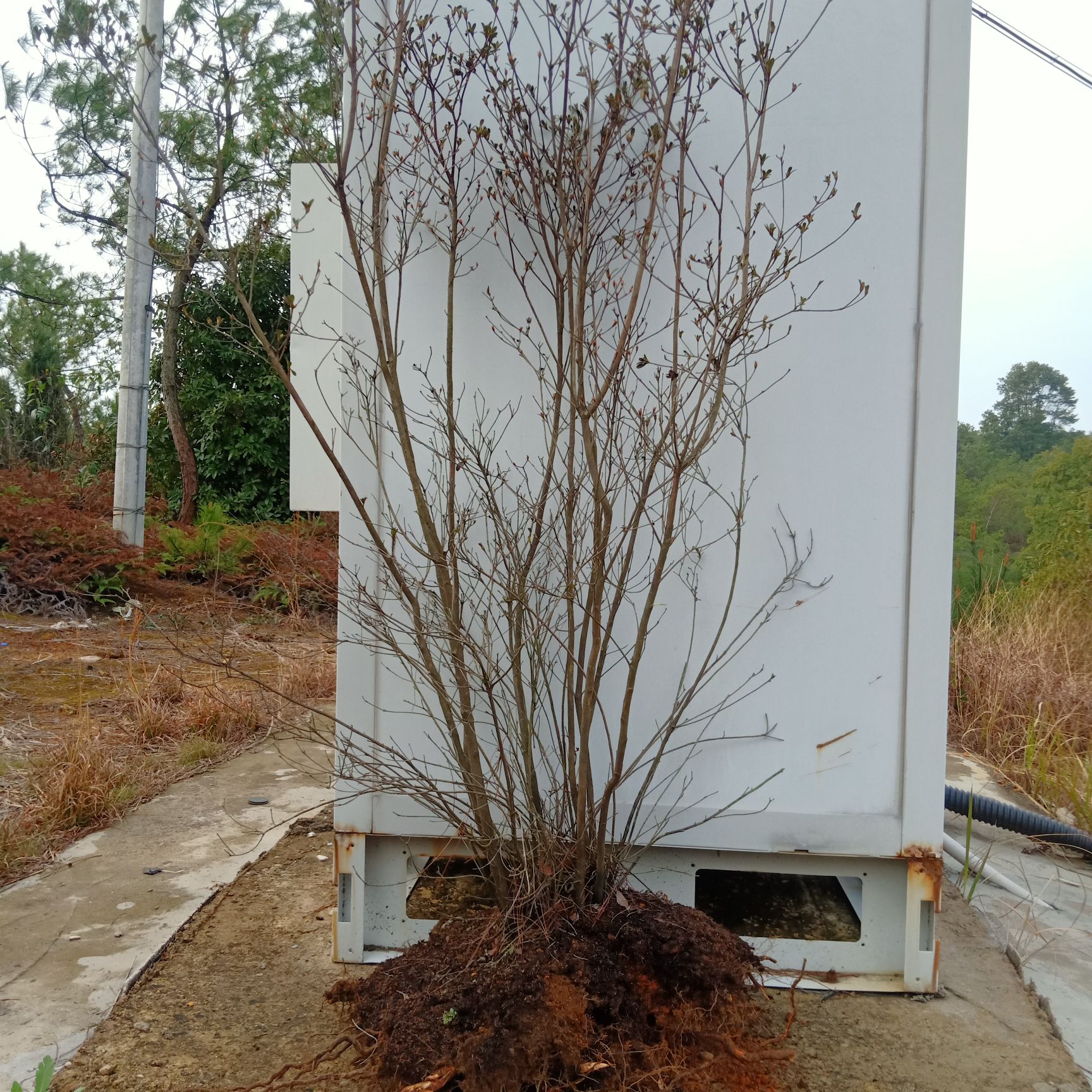 高山杜鹃 国旗红映山红、秀雅映山红、粉红映山红、黄花映山红等大小苗
