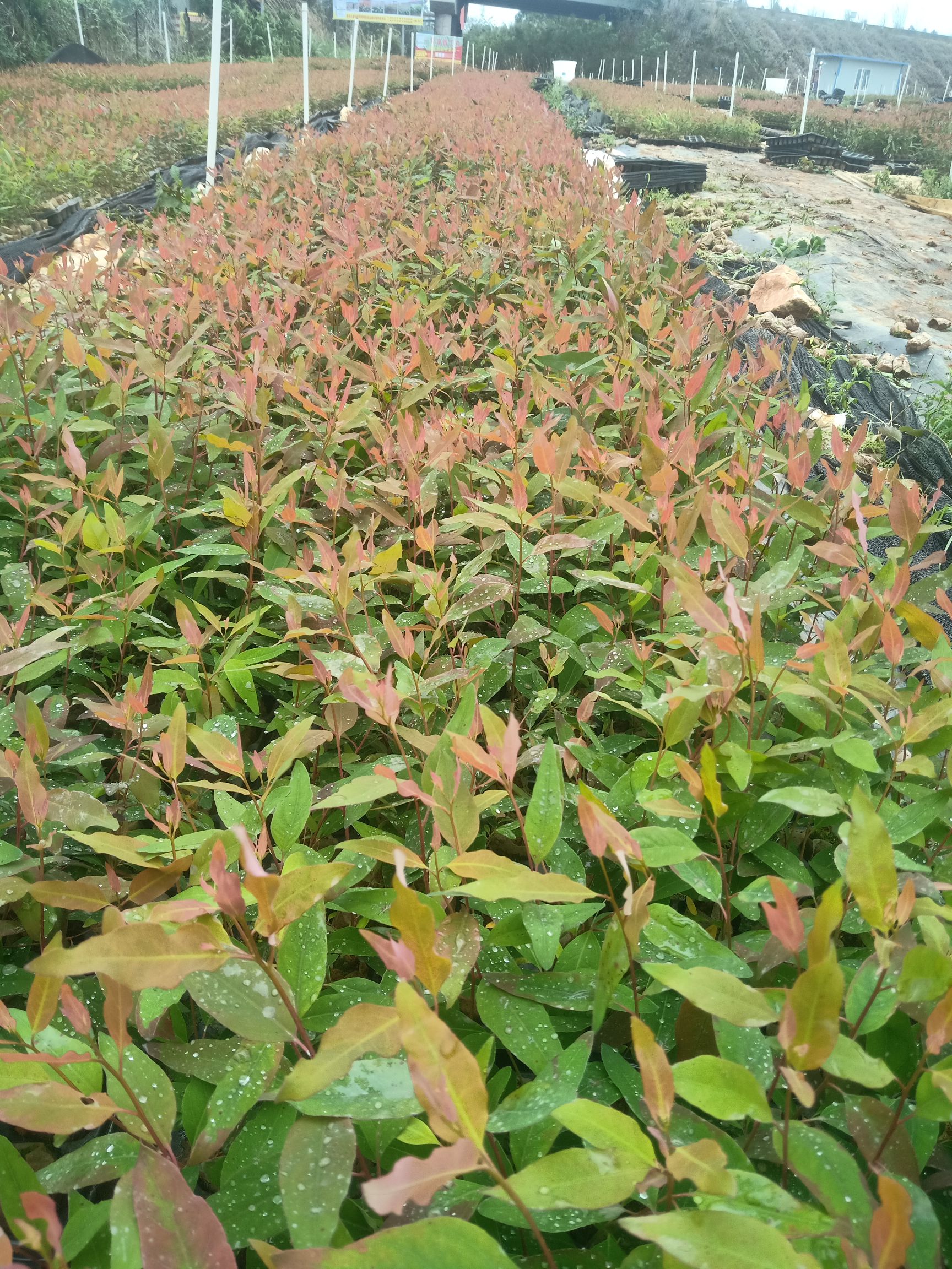 广林九号桉树 25cm~30cm