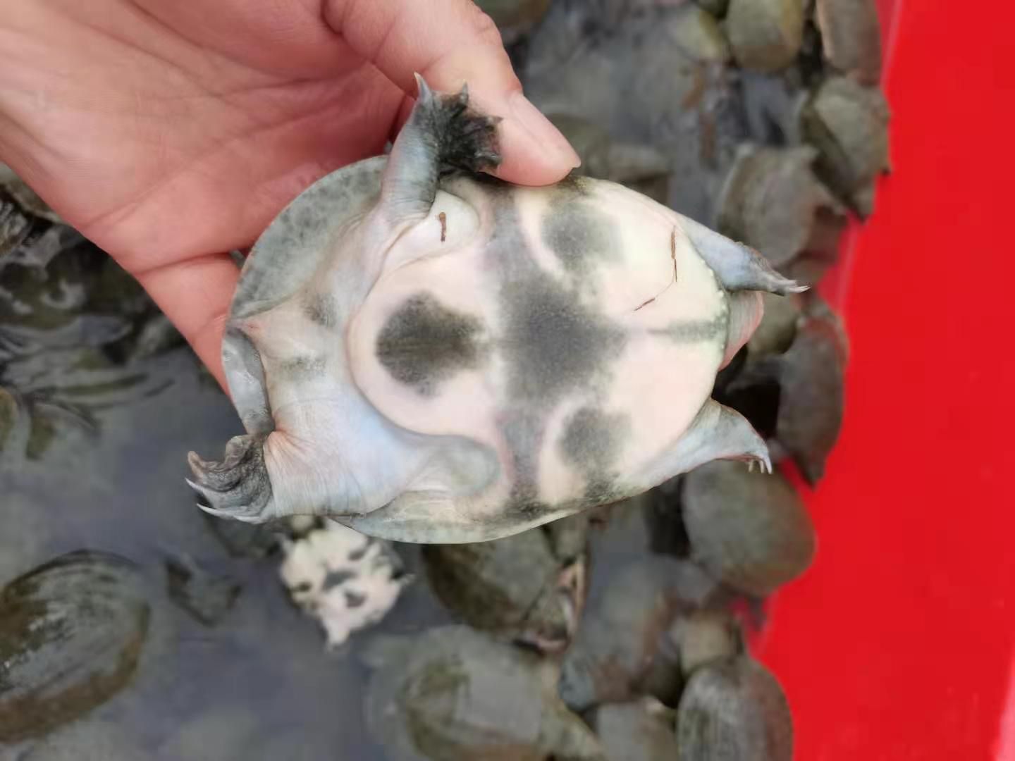 黄沙鳖苗  黑花甲鱼苗1/2两左右规格批发100只起