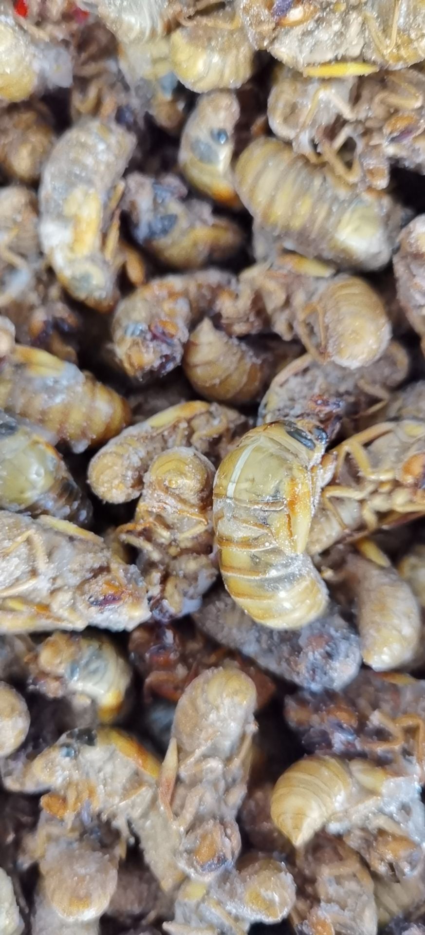 蝉蛹  黄金蝉，熟冻，质量好