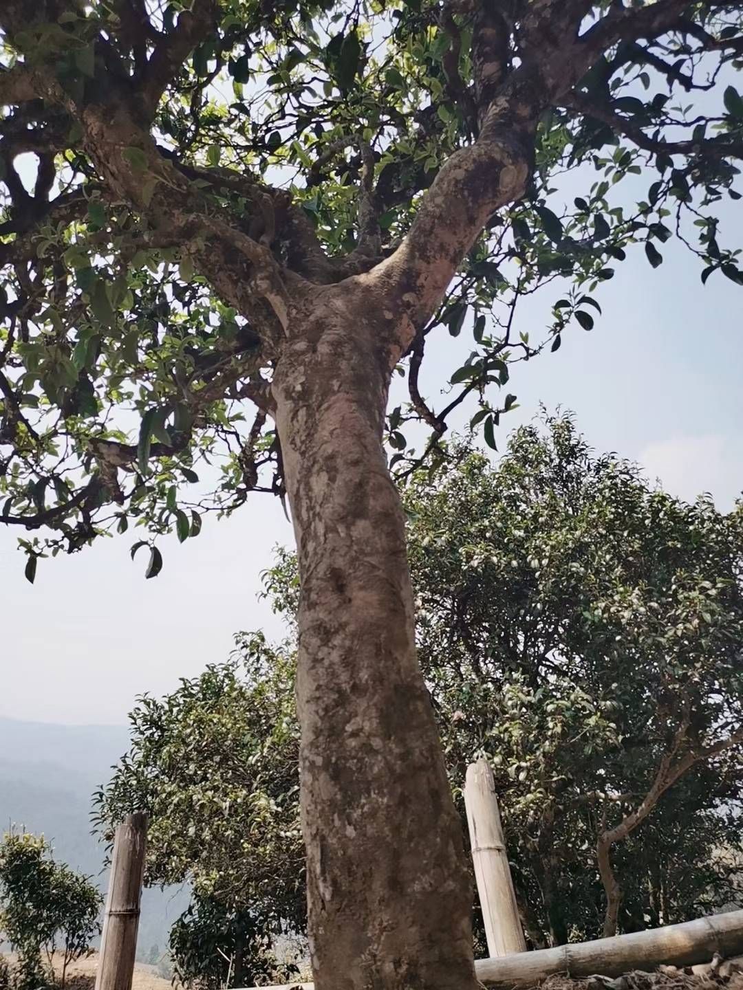 古树茶 云南高原土司贡茶