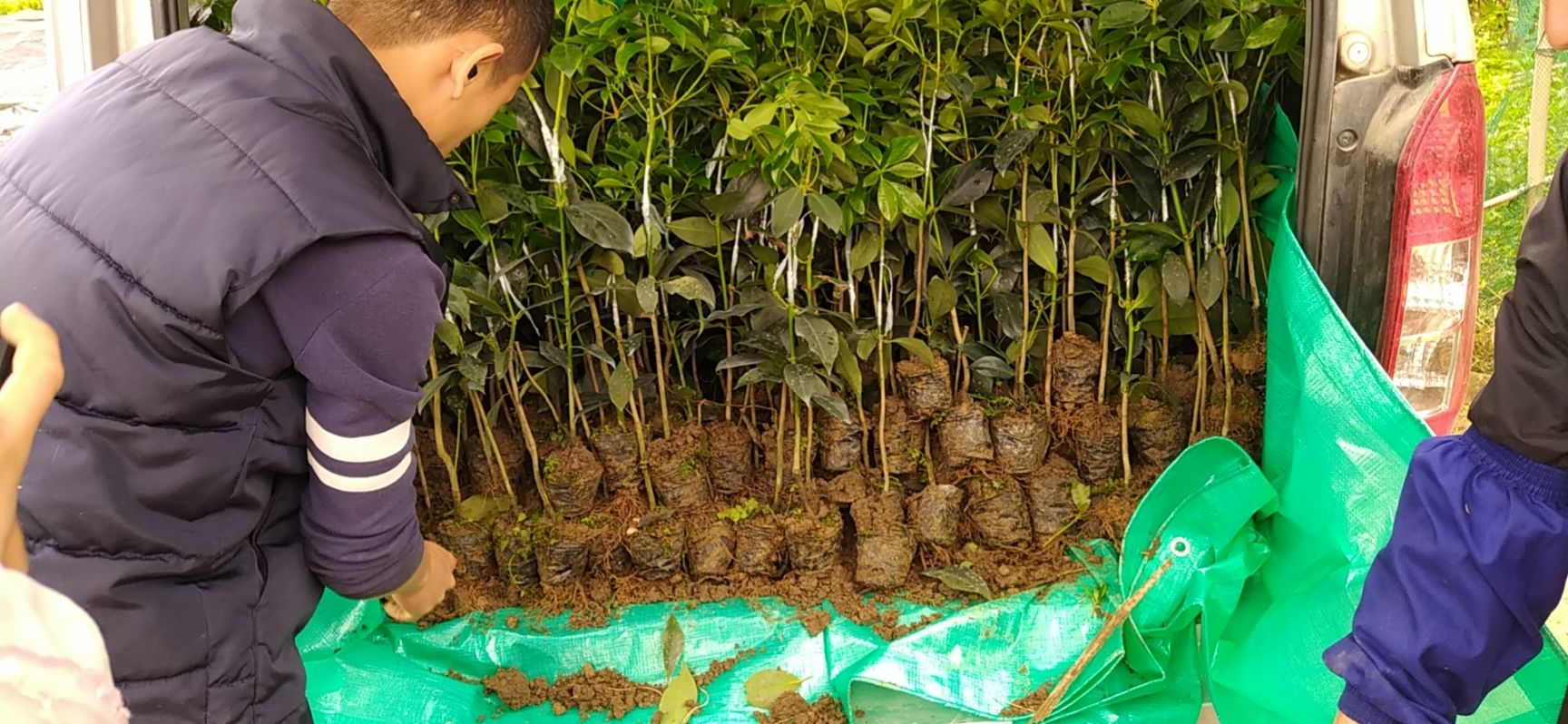 八角树  梧州古龙镇正宗大红八角嫁接杯苗