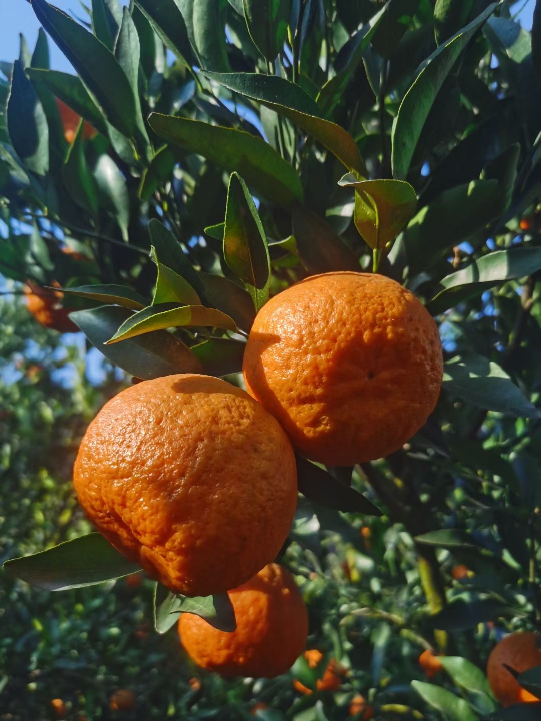 椪柑 湖北长阳清江边自产春季碰柑已上线,大量现货,一手货源,有需要