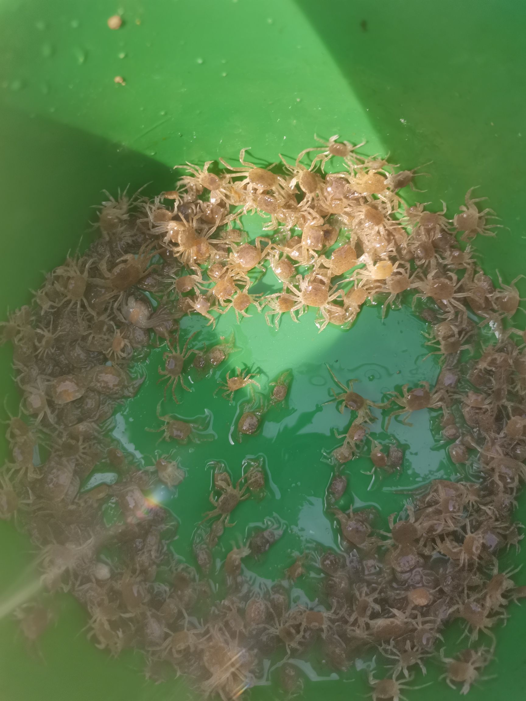  种苗，南美白对虾苗，罗氏沼虾苗，大闸蟹苗