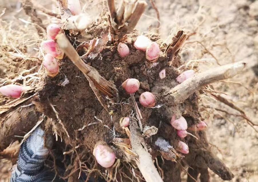 多花芍药  芍药花精品芍药花重瓣芍药花保证质量，尽快发货