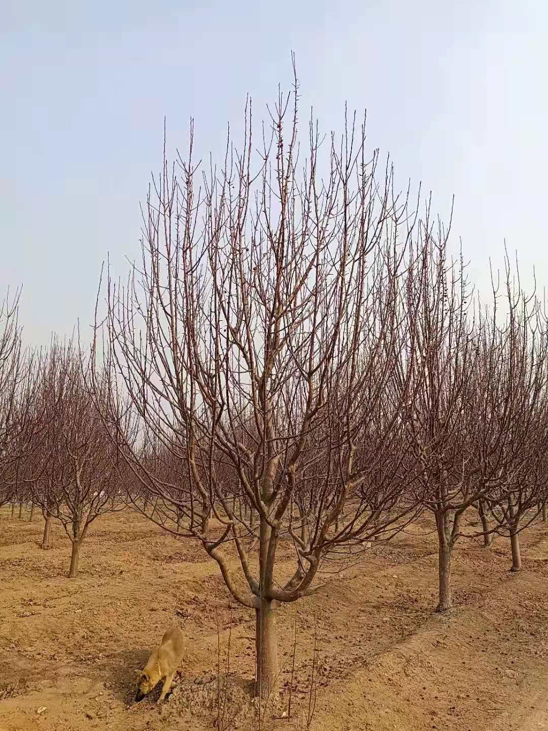 八棱海棠 绿化工程喜欢的苗木