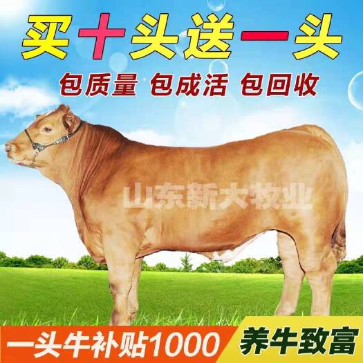 济宁肉牛犊，牛苗，西门塔尔牛，买十送一，赠送铡草机！