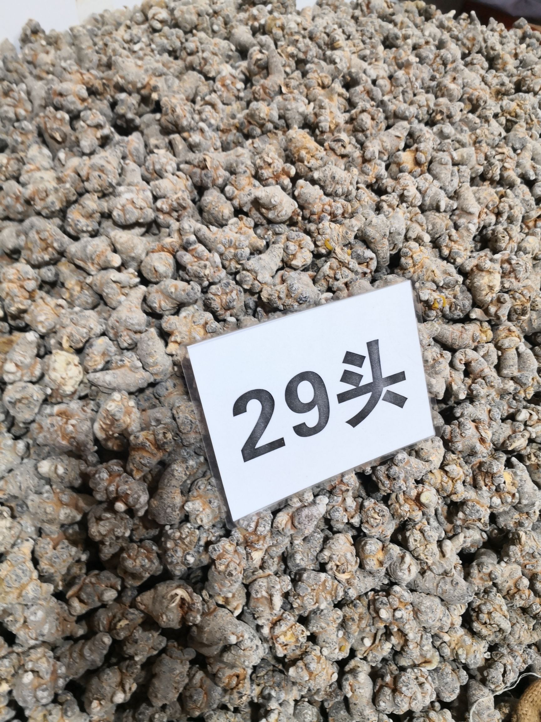 春七  29头三七带帽