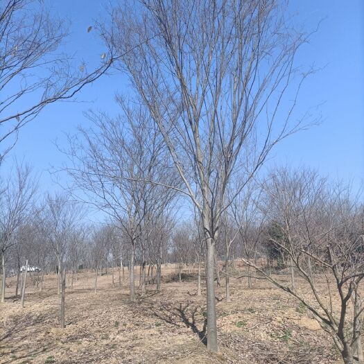 句容市红榉 榉树15-40公分