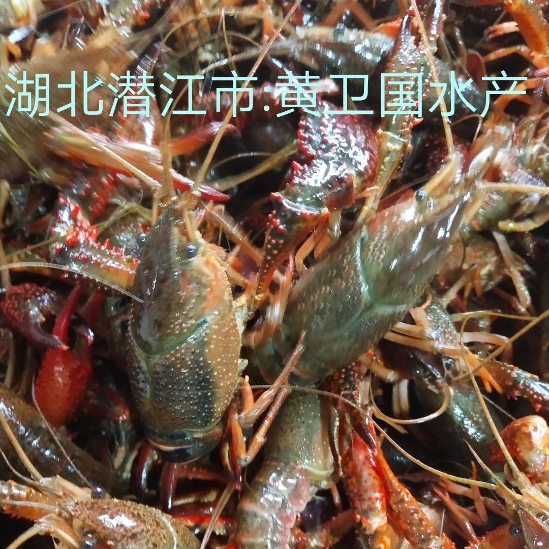 潜江小龙虾肉质饱满:一手货源:产地直发，价格随行就市。