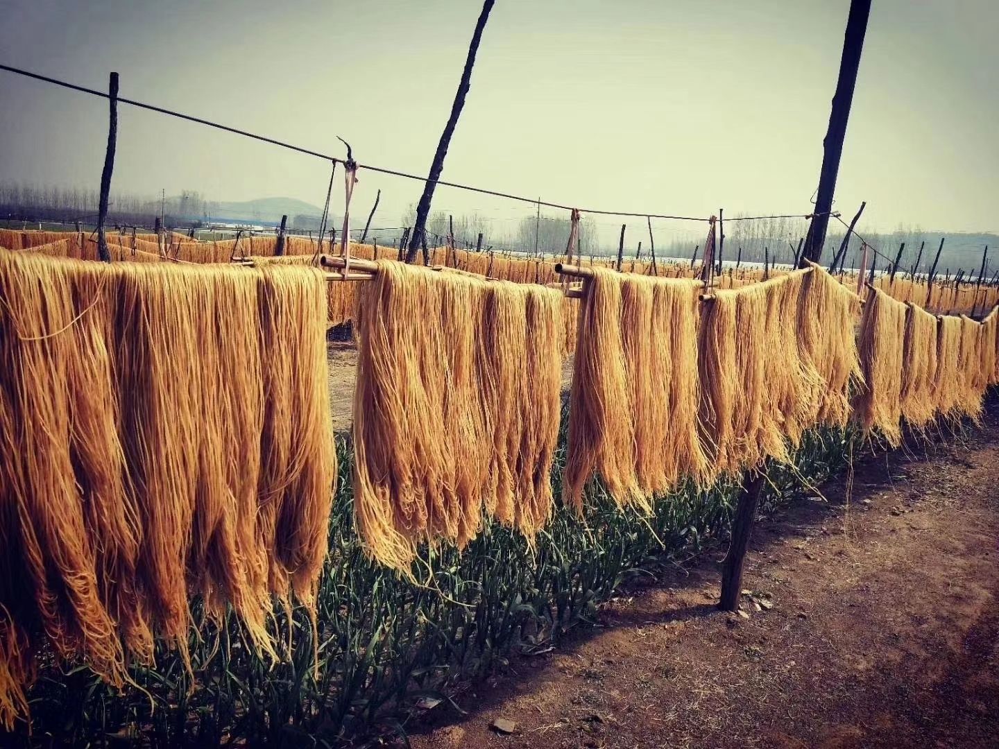 红薯粉条  山东红薯粉条农家纯手工地瓜粉条红薯粉丝正宗红