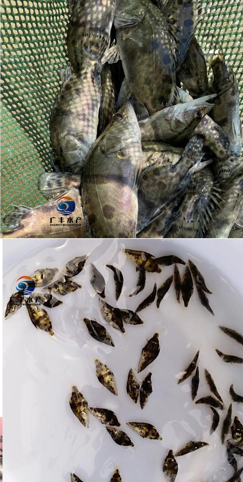 石斑鱼苗 淡水石斑鱼苗