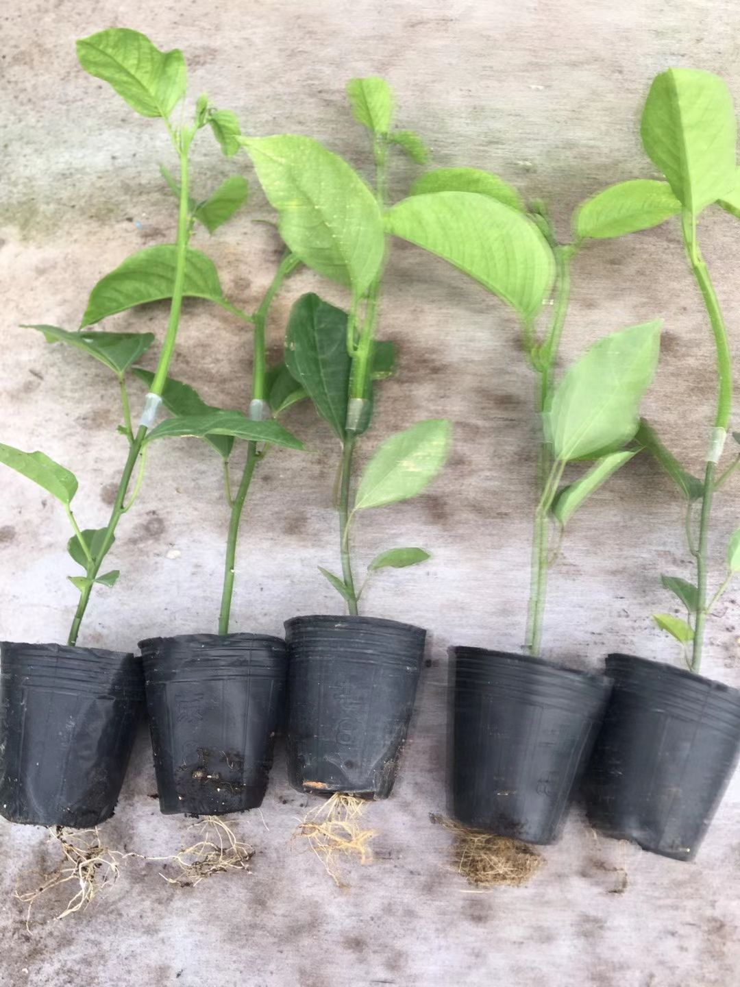 黄金百香果苗  木瓜百香果嫁接苗带营养杯发货