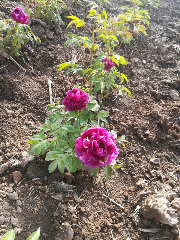 观赏牡丹  精品嫁接苗分株苗，菏泽基地直销，现要现挖，重瓣花